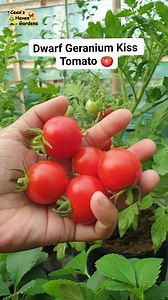 Sweet and juicy Geranium Kiss Tomato. Perfect for salad. 😋 #gardening #tomato #growyourownfood #organicgardening #growfromseed #viralreels | Ceen's Haven & Gardens