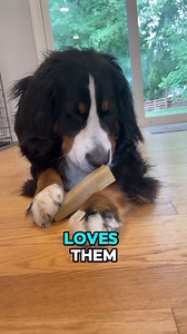 Boredom Buster for your dog. Yeti chews are long lasting, doesn’t stain, splinter and has no odor Contains no salt and is a perfect alternative to rawhide and bully sticks Click to get yours now !! | Yeti Dog Chew