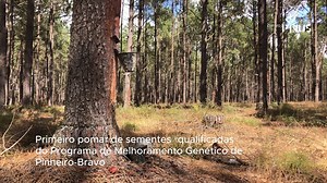 ℙ𝕀ℕ𝕌𝕊 𝕋𝕍 | Republicamos um dos vídeos mais vistos no 𝗬𝗼𝘂𝗧𝘂𝗯𝗲 𝗱𝗼 𝗖𝗲𝗻𝘁𝗿𝗼 𝗣𝗜𝗡𝗨𝗦, dedicado a uma das profissões mais emblemáticas do pinhal-bravo: 𝗼 𝗿𝗲𝘀𝗶𝗻𝗲𝗶𝗿𝗼. 🌲 🔶 Neste episódio da PINUS TV, Jorge Brito partilha como aprendeu a técnica da resinagem ainda na juventude, com o pai, nos pinhais de Grândola, um ofício que mantém vivo até hoje. Atualmente, trabalha por conta própria, em parceria com a esposa, Florbela Ferreira. Ao longo do ano, este resineiro acompanh