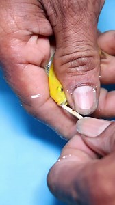 1M views · 10K reactions | வாய் வழியா குட்டி போடும் மீன் #aquarium #cloningaqua #fishaquarium #fish #exoticfishes #breeding | Cloning aqua pets | Facebook