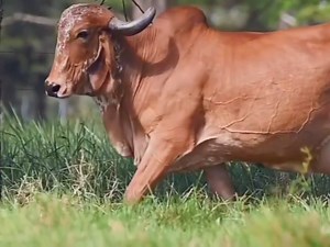 436K views · 10K reactions | How To Increase Milk Production Of Cow's Naturaly in Summer #kashmirDiary #girolandobrasil #sheepfarmer #cowfeeding #DairyFarming #cowsmakemehappy #sheepfeed #dairyqueentexas #feedcows #cowfarm @followers | Blue Tulip Animal Nutrition | Facebook