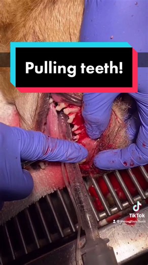 Dog Teeth Extraction: How to Safely Pull Dog Teeth