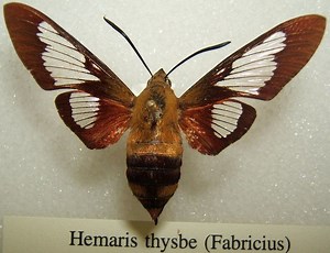 Hemaris thysbe - Alchetron, The Free Social Encyclopedia