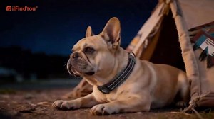 Upgraded Airtag Dog Collar with Holder, Waterproof Reflective Air Tag Dog Collar with Widened Comfortable Padding & Ultra-Durable Metal Buckle, Adjustable for Extra Large Dogs (XL, Cyan)