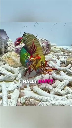 #mantisshrimppunch #niche #subscribe