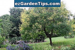 Cómo cultivar un árbol de tilo clave en una maceta 🌱 Tips Jardineros - Es.ezGardenTips.com