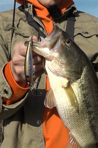 1.7K views · 22 reactions | Fish Can't Resist this Tiny Temptation! (Bank & Creek) #lurenet #Bomber #jerkbait | lurenet.com | Facebook