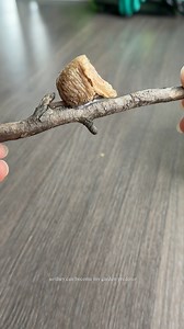 2.2K views · 12 reactions | 50 to 400 babies in ONE egg case?! Meet...