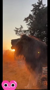 ‘Who made me here and whyBeneath the copper sun？’ “~ Scatterlings of Africa - Juluka #lionhouse #Aslanspride | Lion Lion