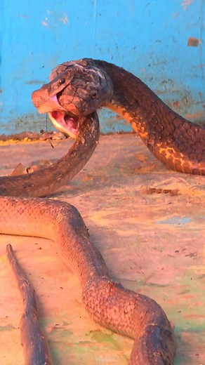 180K views · 864 reactions | Akhirnya ... #life #enjoy | Rafi Ahmad Maulvi | Facebook