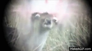 Deer head explosion [18 ] on Make a GIF