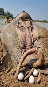 Catching big stuck monster stingray fish #fish #video #fishing #reels | Only Fishing
