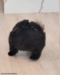 Idk 😂 | Munchkin the Teddy Bear