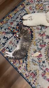 Our catnip kick sticks are homemade and a big hit! Come and get one for your bestie-kitty! "We love visiting the Cat Cafe and on our most recent visit we bought our kitties a couple of catnip sticks. They LOVE them!" Kentucky Humane Society @kyhumane | Purrfect Day Cat Cafe Louisville