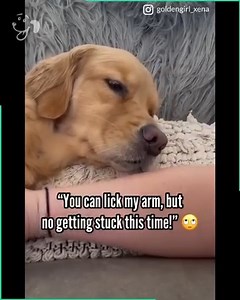 3.7K views · 111 reactions | oops it happened again 路‍♀️ | Dog Spirit | Facebook