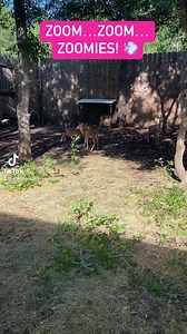 Fawn Zoomies are the BEST zoomies! 🦌 Our fawns sure love stretching their legs and showing off their jumping skills. #keepaustinwild #wildliferescue #wildliferehab #austinwildlife #austintx #texaswildlife #fawnsofinstagram #whitetaileddeer #deerpenfun #zoomies #cuteanimals | Austin Wildlife Rescue