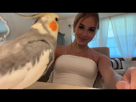 ASMR Table + Camera Tapping and Scratching with Cookie 🦜 Whispering