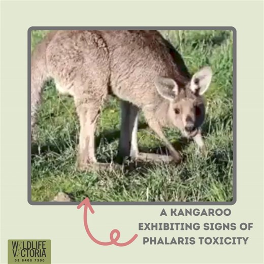 Wildlife Victoria on Reels