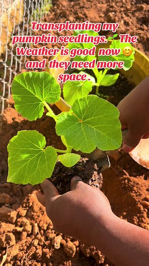 Transplanting Pumpkin Seedlings for More Space