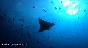 Another magical dive in Galápagos aboard Humboldt Explorer. #divelife | Explorer Ventures