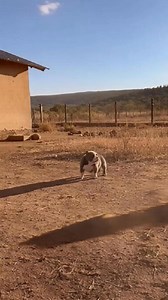 93K views · 1.1K reactions | Brave Mama Bulldog Saved Her Puppy from a Hyena Attack | DODO AI | Facebook