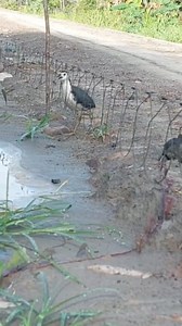 Amazing Bird Traping video 2024.. #birdlovers #birdsofinstagram #trapmusic #trap #trapbeats #traphouse #trapped | Anymouse