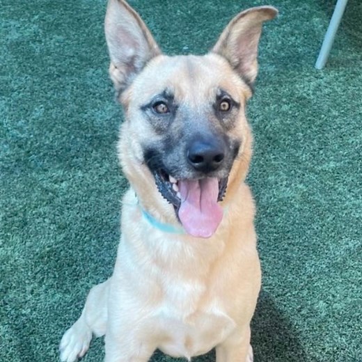 3.6K views · 126 reactions | Nitro needs a hero…⁣⁣He is a gorgeous...