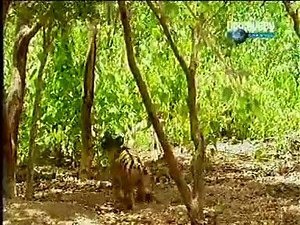 1.8K views · 98 reactions | Monkey Teasing Tigers 藍 #astronomygeography #earthexplorer | Science Daily | Facebook