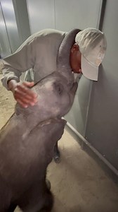 Baby Joy gives kisses to her daddy and he enjoys every sweet moment. 🐘💛 A true sign of trust and affection. It’s heartwarming to see how much love and comfort she feels around him. Joy and her family's bond grows stronger every day, built on patience, care, and endless gentle moments like this. Watching them interact reminds us that love knows no bounds...❤️ Send this to someone you love! Learn more: www.elephanthavens.org | Elephant Havens Wildlife Foundation