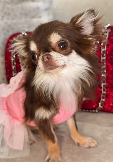 Paris Hilton: The Iconic Princess in Chanel