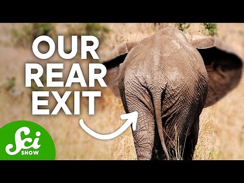 The True Origin Story of Butts & Poop