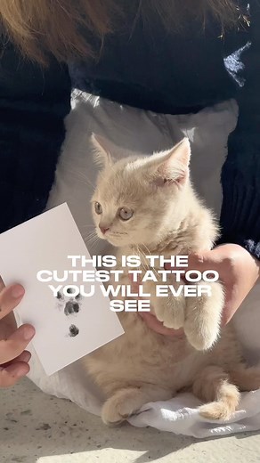 Fine Line Tattoos®️ on Instagram: "🐾✨ The cutest tattoo you’ll ever see! 🐱💖 watch to admire this adorable cat’s paw print design. Perfect for all the feline lovers out there! 😻🖤🐾 Artist: Dai @dai.tat For bookings and walk-ins- DM reference image to secure ✨ #finelinetattoo #tattoo #melbournetattoo #melbournetattooist #tattooed #microtattoo #melbournetattooshop #tinytattoo #singleneedle #drawing #tinytattoo #tattoostudio #smalltattoos #singleneedletattoo #melbourne #markedtattoocare #CatPaw