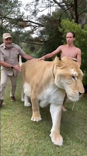 BIGGEST LIGER EVER?!🤯
