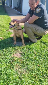 1.2K views · 33 reactions | #rescued by Rockin AA! We NEED you...