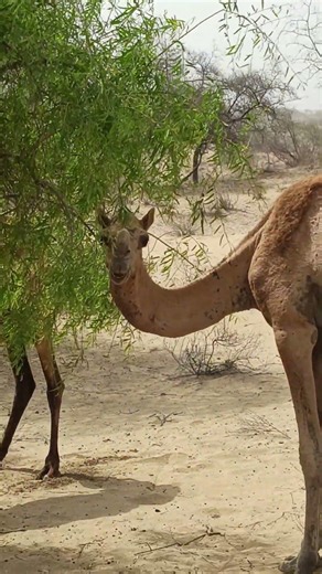 Camel,s At in Jangal #animals #camel #1000subscriber