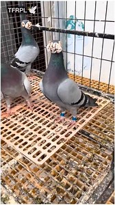 Six Old Male Pigeons | Guess Their Age #OldPigeons #BlueBarPigeon #RedFoxPigeon #PigeonFanciers #PigeonLoft #RacingPigeons | Topflight Racing Pigeon Loft