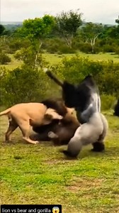 🔥🦁🐻🦍 THREE BEASTS. ONE SCREEN. ZERO MERCY. 🦍🐻🦁🔥 The Scene: A Stitch That Broke the Internet This wasn’t one clip. This was a STITCH — and once the second frame hit, everything changed. On the first screen… 🦁 The Lion The king. Calm. Focused. Eyes locked like a predator who’s done this before. Then the stitch drops… 🐻 The Bear Massive. Heavy. Built like a tank. One step feels like an earthquake. And then—final stitch… 🦍 The Gorilla Chest wide. Arms thick. Standing tall with pure domina