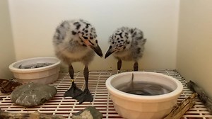 Gull chicks stealing fish pieces from each other in an ICU pen at our International Bird Rescue - SF Bay-Delta Wildlife Center . They should be ready to move to a larger enclosure, a peli box, after their next check-up! | International Bird Rescue