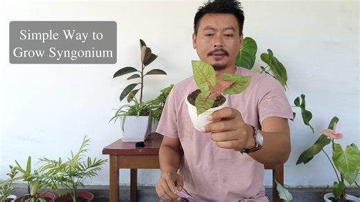 How to grow Syngonium Plant from cuttings #syngonium #gardening #facebookpost #facebookviral | Gardening Ideas
