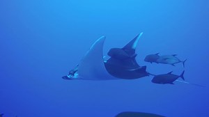 One female spot left for our Socorro trip in November. For more details, please reach out info@jupiterdivecenter.com or call us at 561-745-7807. | Jupiter Dive Center