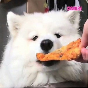 12K views · 472 reactions | 復復 | The Voice Magazine Russia | Facebook