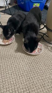 Future Forecasting Group on Reels