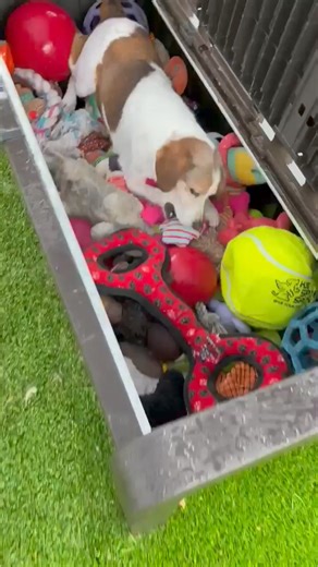 These toys are all for me!! Paddington | Humane Society of Catawba County