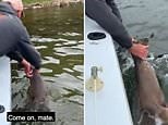 Family on fishing boat rescue exhausted kangaroo far out at sea