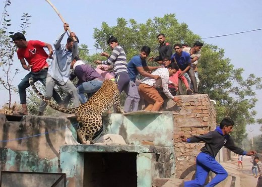 Human-Wildlife Conflicts in India, Cases on Rise