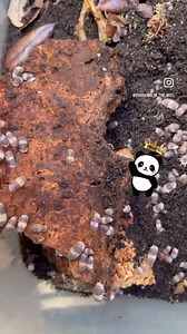 Some Panda King Isopods in one of our bins. This Cubaris species is a very prolific breeder. | Vivariums In The Mist | Facebook