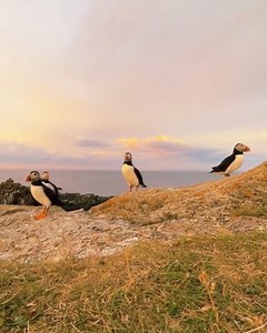 3.2K views · 43 reactions | Q: Which Canadian province has the puffin as their provincial bird? A: Newfoundland and Labrador : Thanks to @Jamesdavidmarch | Canada Keep Exploring | Facebook