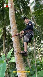 Experience the Incredible Coconut Tree Climbing Tool in Action! Coconut tree climbing machine | Discover Agriculture