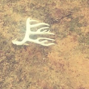 5.1K views · 161 reactions | A shed I found on our ranch in dimmit county. Las Llaves Ranch. Jacob Kerr #beast #monsterbuck #shedantler #trophy #bigtime #awesome @antlerking1 | Shed Heads | Facebook