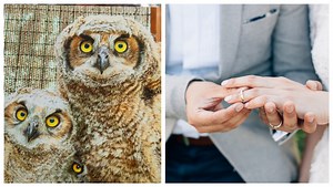 Married Couple Uses Owl As A Ring Bearer And You Know Exactly How This Will End!